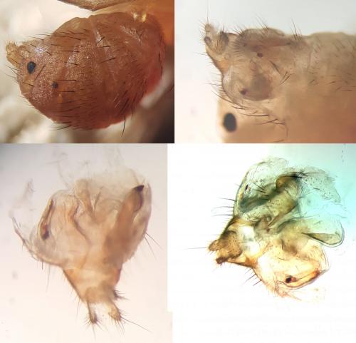 Réf. 256 963 : Minettia suillorum